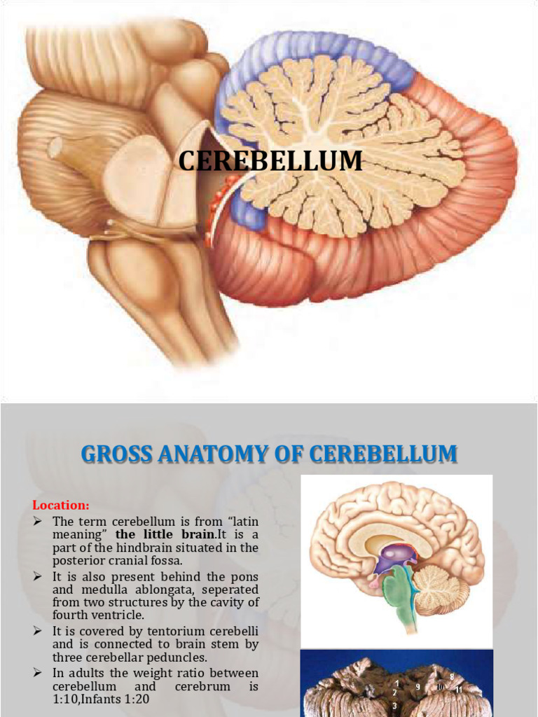 Anatomyofcerebellum 181202085620 | PDF | Cerebellum | Brainstem