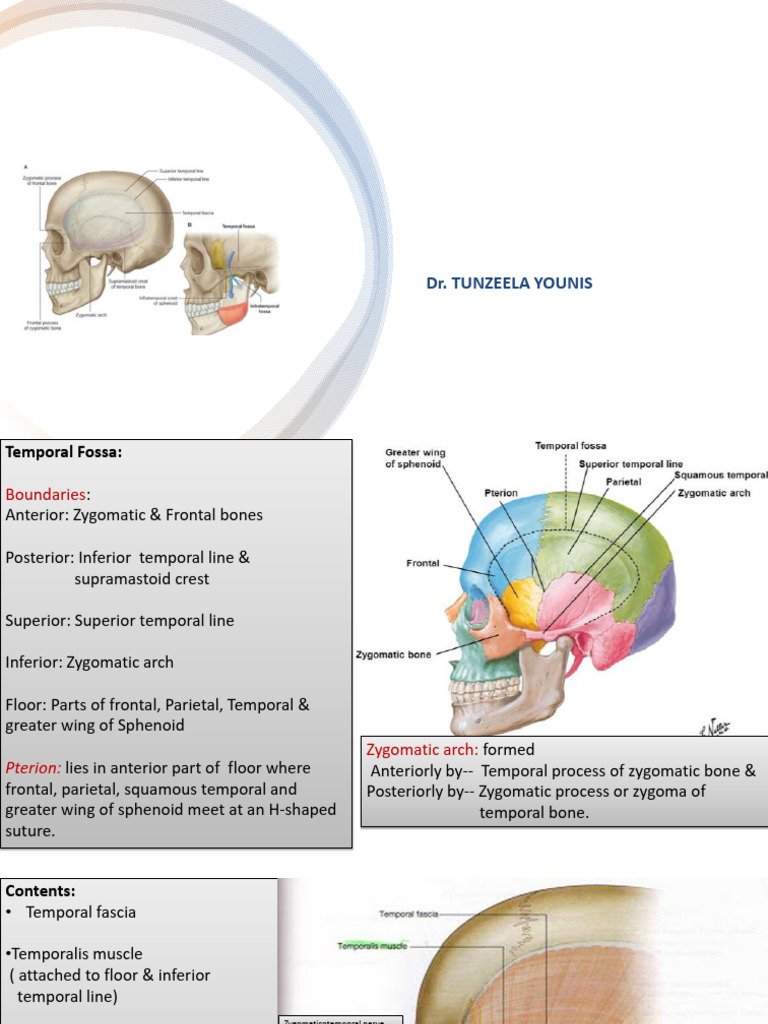 Temporal Fossa and Infratemporal Anatomy | PDF | Human Nose | Human Anatomy