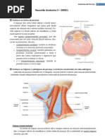 Resumo de Anatomia - Anatomia de Pescoço, Vias Aéreas Superiores e Inferiores, Aparelho Circulatório