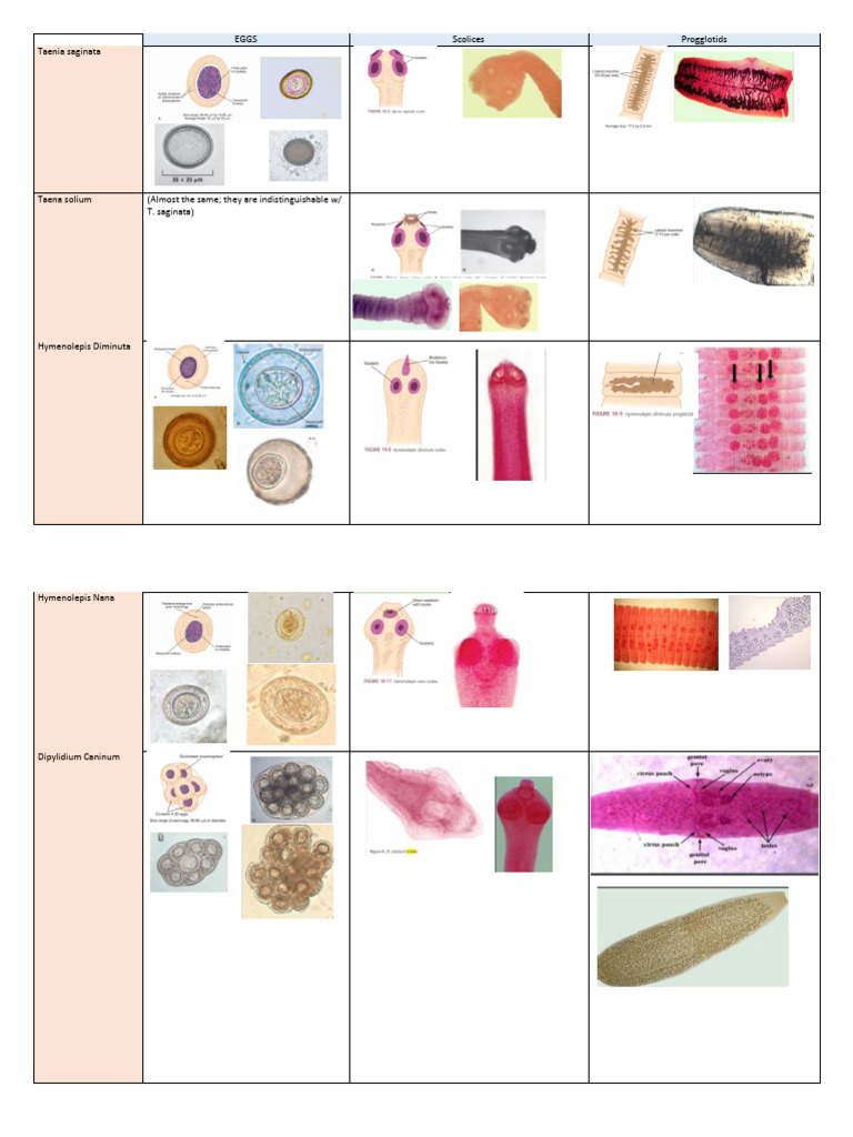Cestodes | PDF