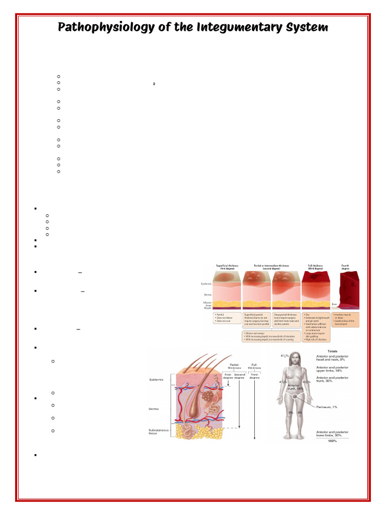 Integumentary System Pathophysiology Guide | PDF | Skin | Skin Cancer