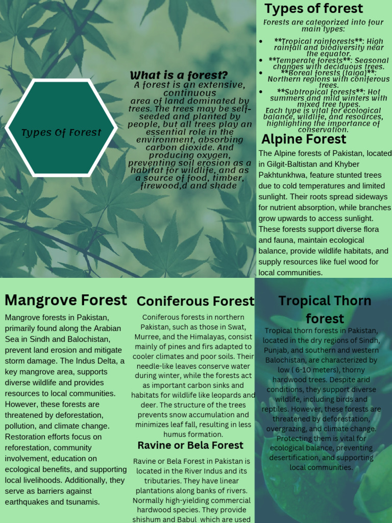 Types of Forests and Their Importance | PDF | Forests | Trees