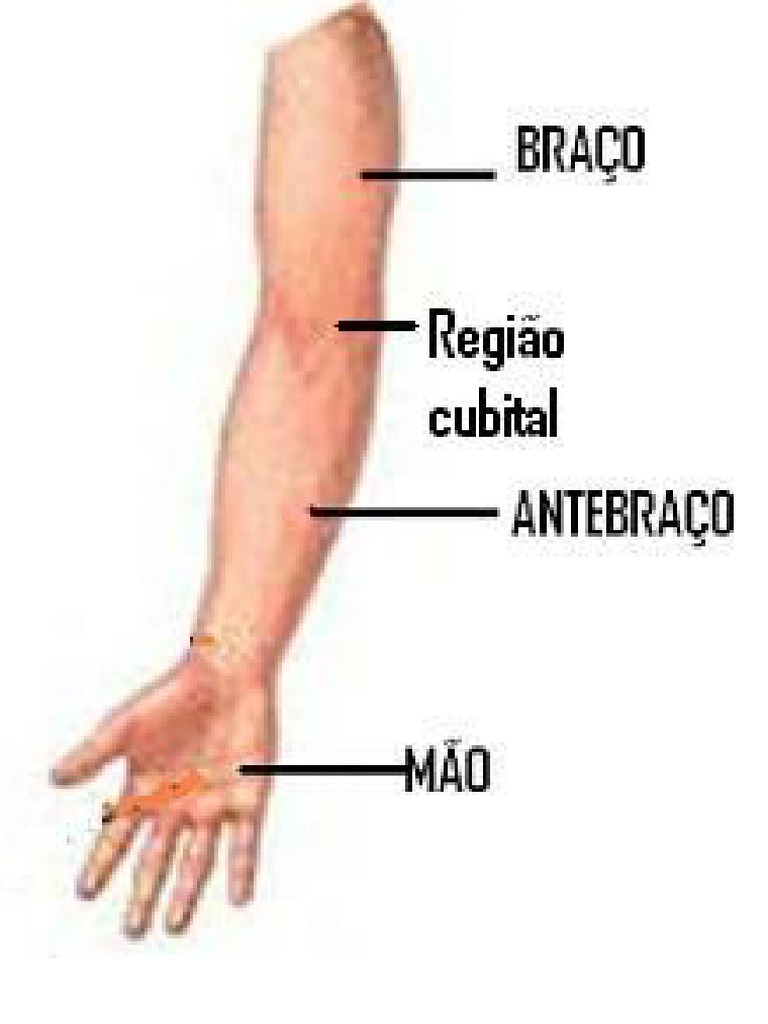 03.anatomia Do Braço | PDF
