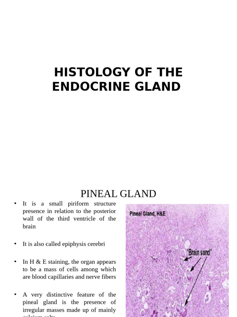 Endocrine Gland Histology Overview | PDF | Adrenal Gland | Thyroid