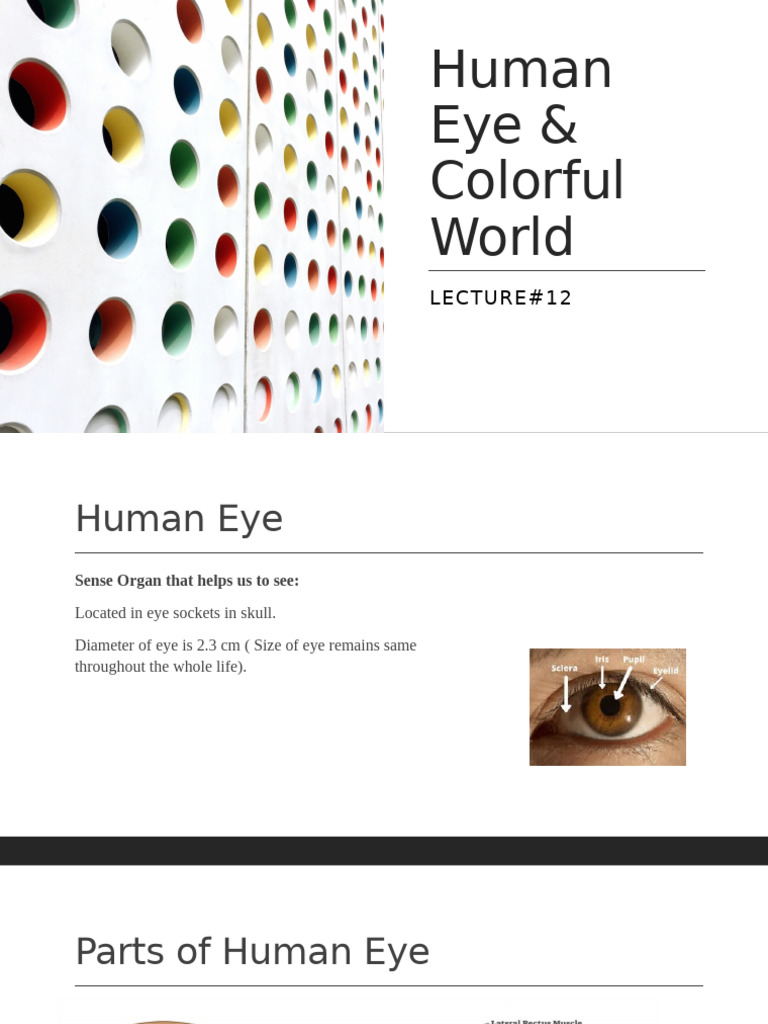 Human Eye Anatomy and Vision Mechanics | PDF | Eye | Human Eye