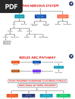 IGCSE Biology: Coordination & Response Notes | PDF