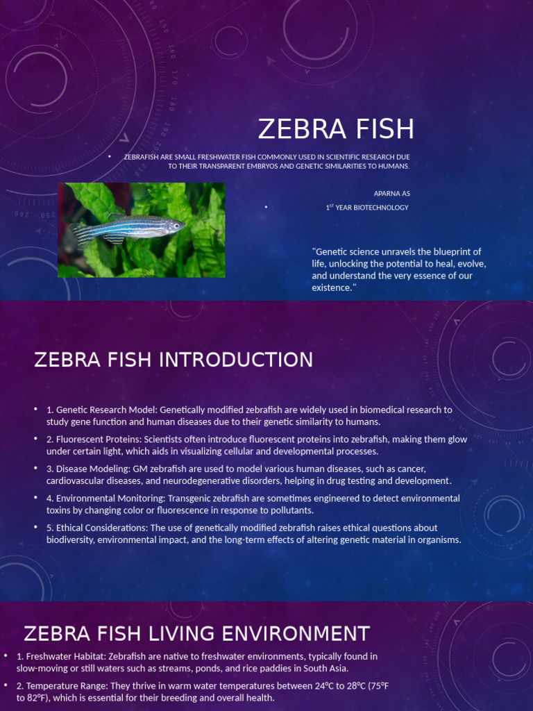 Genetically Modified Zebrafish in Research | PDF | Genetic Engineering ...