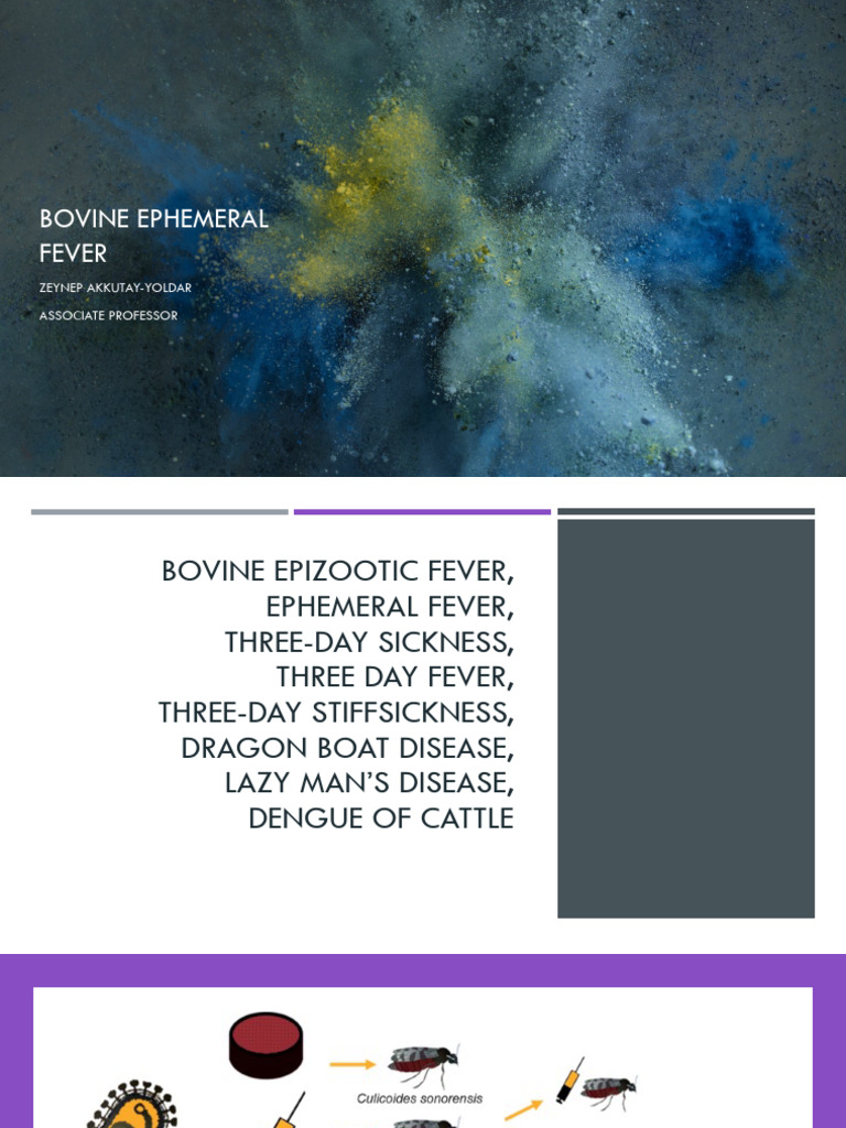 Bovine Ephemeral Fever Overview | PDF | Virus | Medicine
