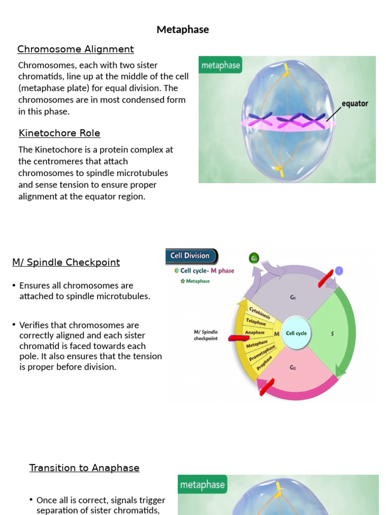 Metaphase: Chromosome Alignment Explained | PDF