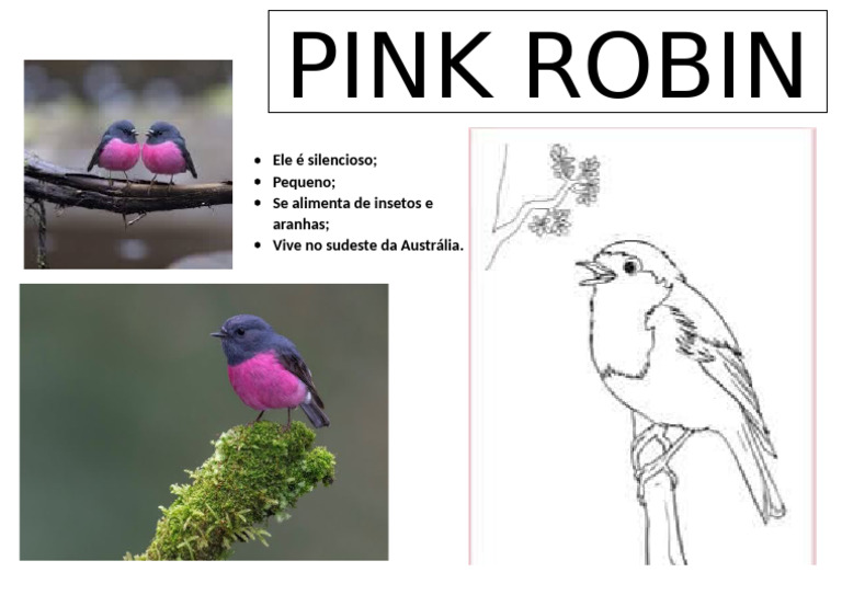 Apresentação Pink Robin | PDF