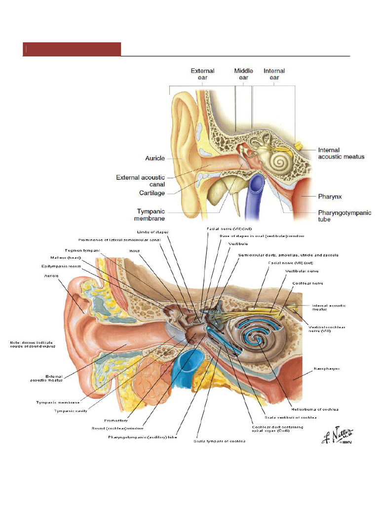 ENT Lecture Notes: Anatomy of the Ear | PDF | Ear | Auditory System