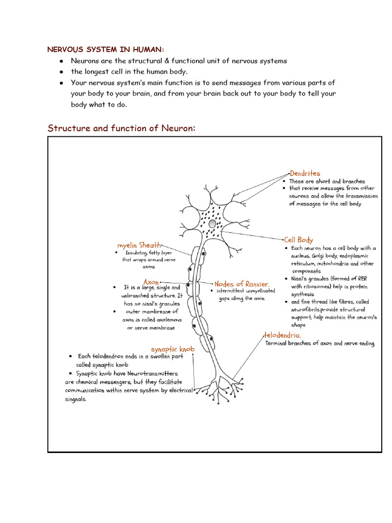 Nerve Cell and Reflex Action | PDF