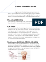 Parts of The Digestive System