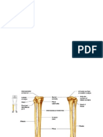 Tibia & Fibula