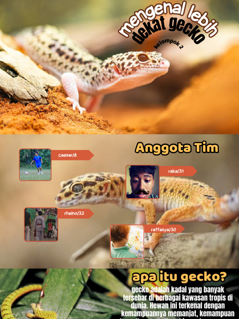 Mengenal Gecko: Ciri dan Habitatnya | PDF