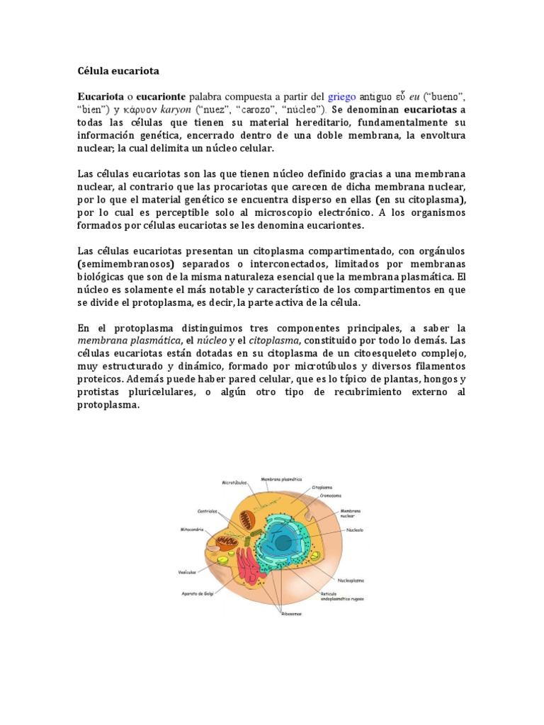 Estructura y características de la célula eucariota | PDF | Eucariotas ...