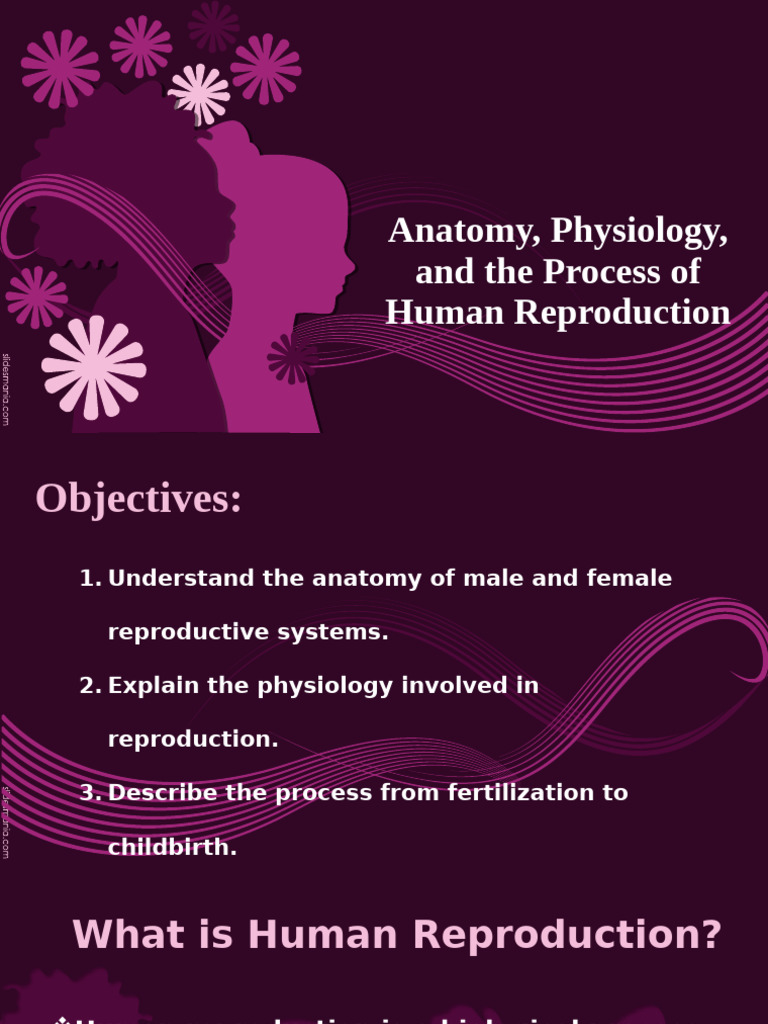Human Reproduction: Anatomy & Process | PDF | Reproductive System ...