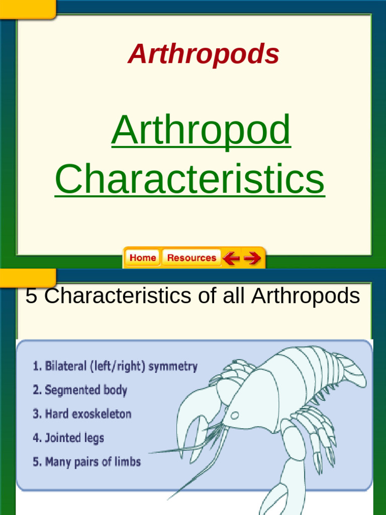 Key Characteristics of Arthropods | PDF | Circulatory System | Spider