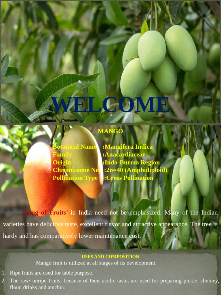 Comprehensive Guide to Mango Cultivation | PDF | Grafting | Mango