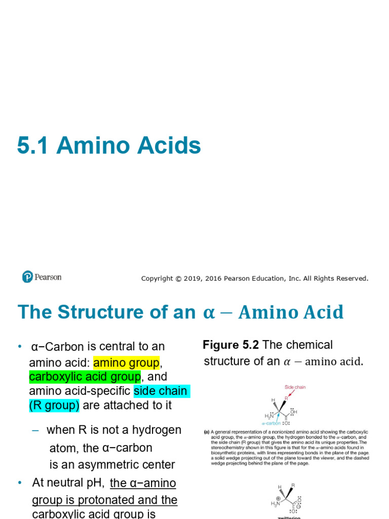 Structure and Properties of Amino Acids | PDF | Amino Acid | Proteolysis