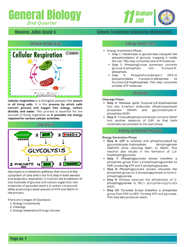 Cellular Respiration and Photosynthesis | PDF