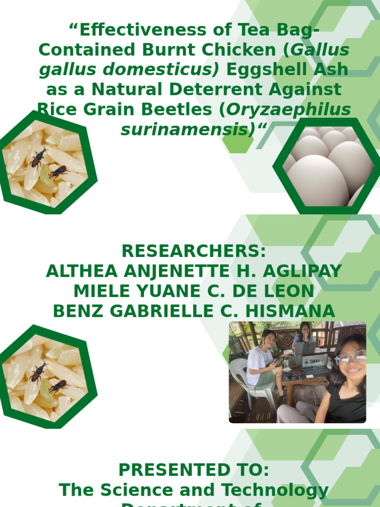 Natural Beetle Repellent from Eggshell Ash | PDF | Pest (Organism) | Rice
