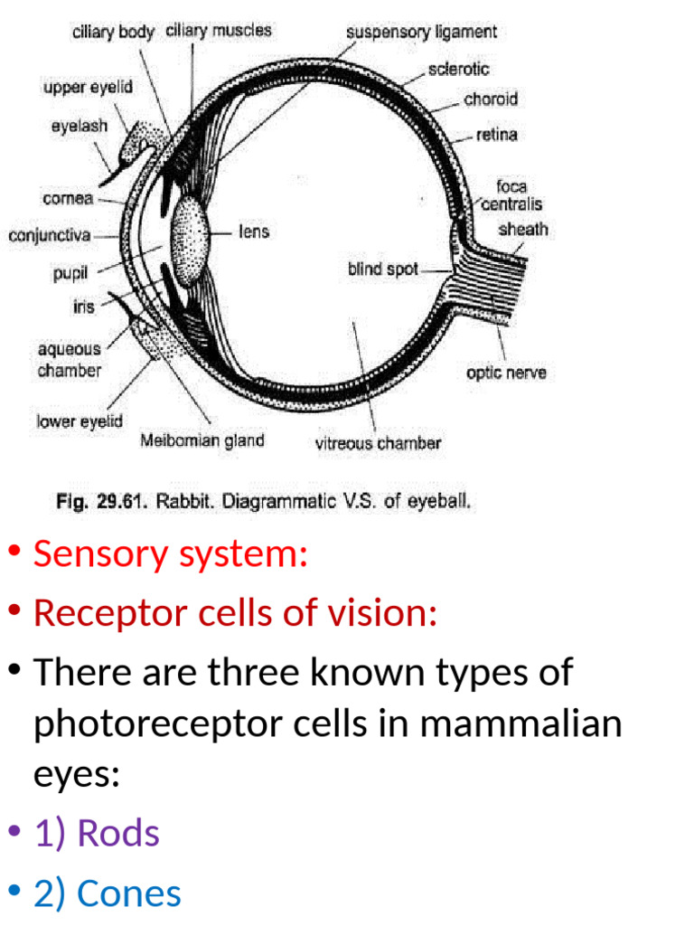 Overview of Mammalian Visual System | PDF | Retina | Visual System