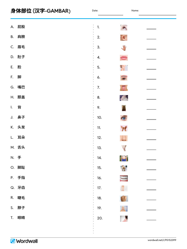 身体部位 汉字 Gambar Match Up Write the Answer | PDF