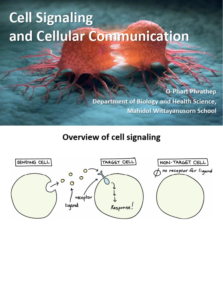 Cell Signaling 2565 1 | PDF