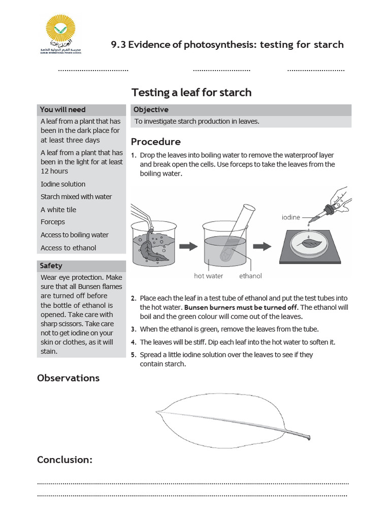 Testing Leaves for Starch Presence | PDF | Leaf | Biology