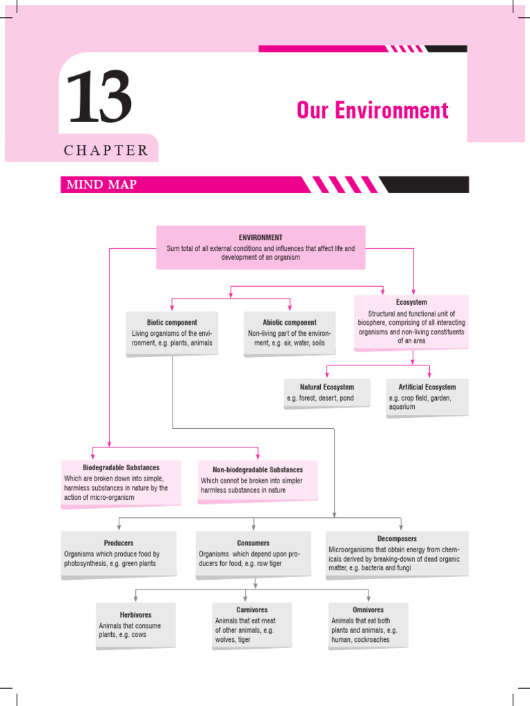 Ecosystem Components and Energy Flow | PDF | Ecosystem | Food Web