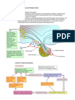 Key Features: The Hypothalamus and Pituitary Gland