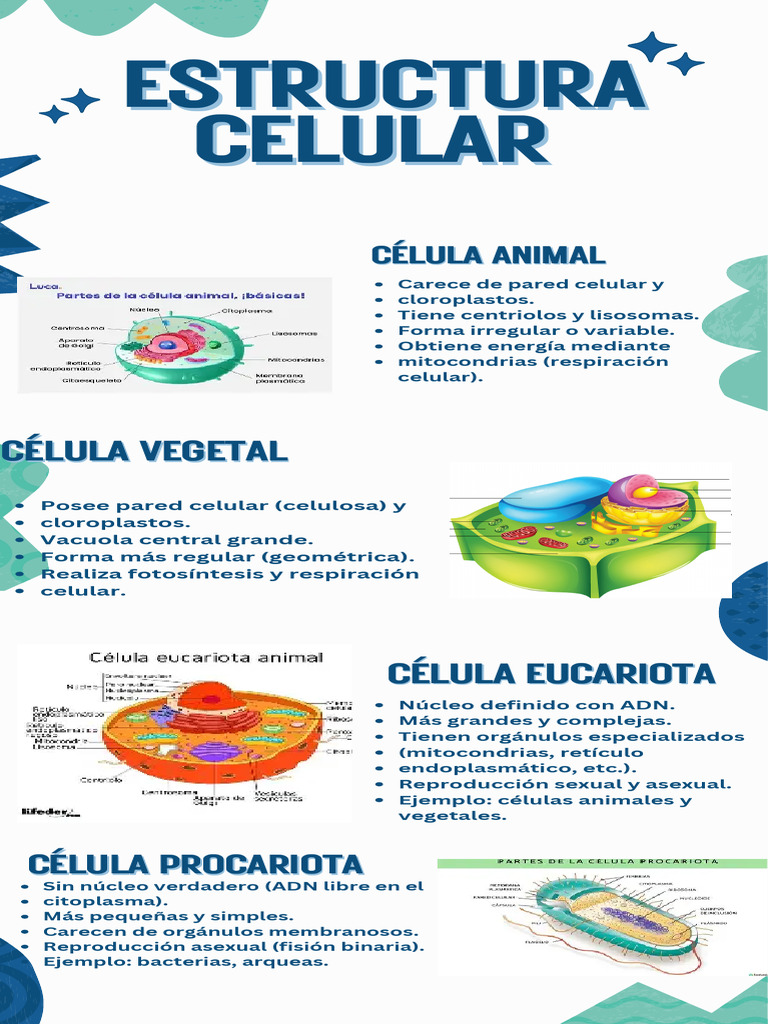 Tipos de Células: Eucariotas y Procariotas | PDF