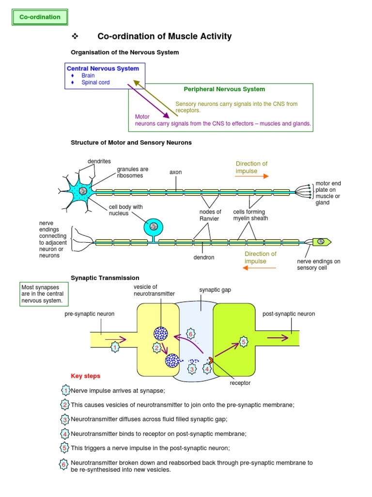 Muscle Coordination and Nervous System | PDF