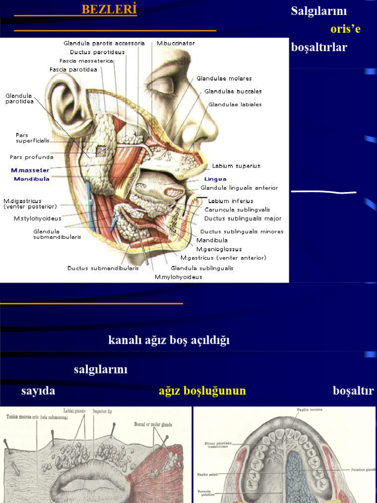 sindirim-t-k-r-k-bezler-d-2-pdf