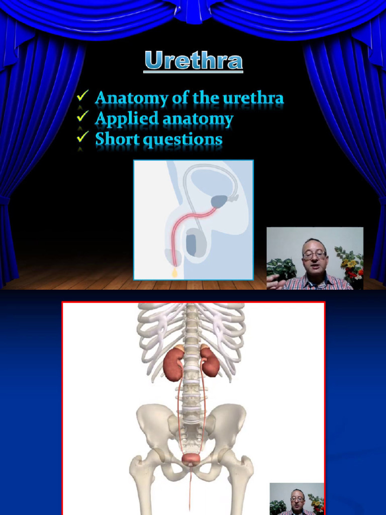 4 - Urethra | PDF