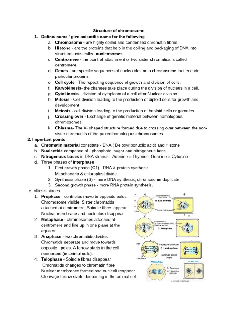 Chromosome Structure and Genetics Basics | PDF | Dominance (Genetics ...