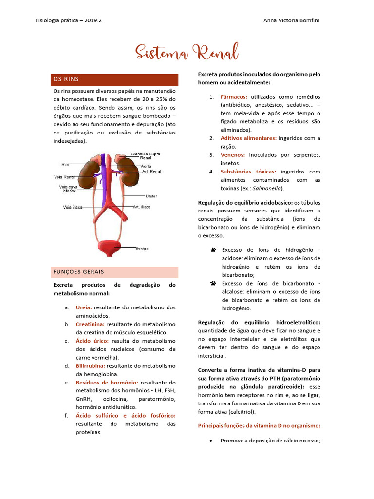 Funções e Estrutura do Sistema Renal | PDF | Rim | Especialidades médicas