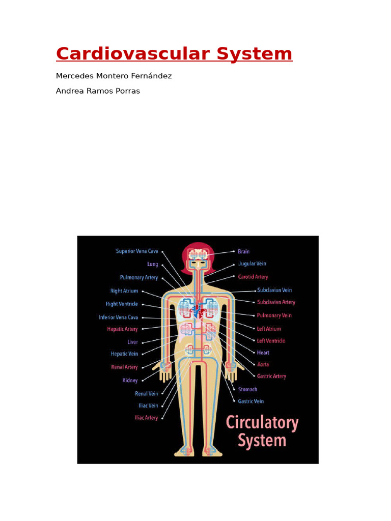Overview of the Cardiovascular System | PDF | Circulatory System | Heart