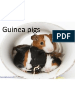 07 IT Guinea Pigs 18ormp