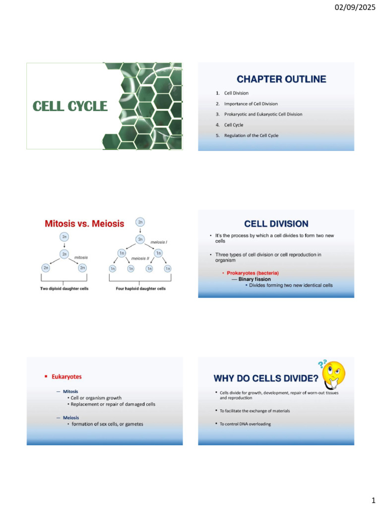 Cell Cycle Handouts - PDFF | PDF