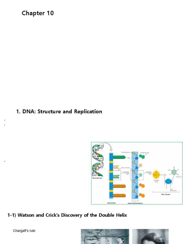 강의자료+Chapter+10 - 1 2 | PDF | Translation (Biology) | Ribosome