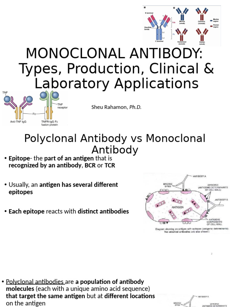 Monoclonal Antibody - 2 | PDF | Monoclonal Antibody | Antibody