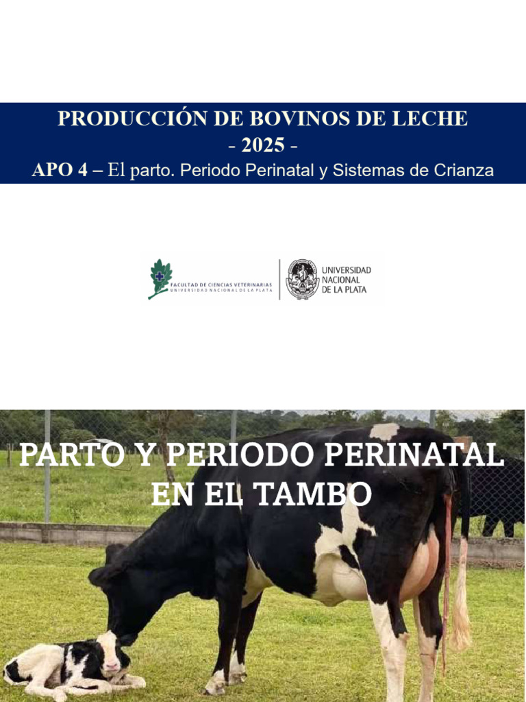 Parto y Crianza en Bovinos de Leche | PDF | Parto | Vacas