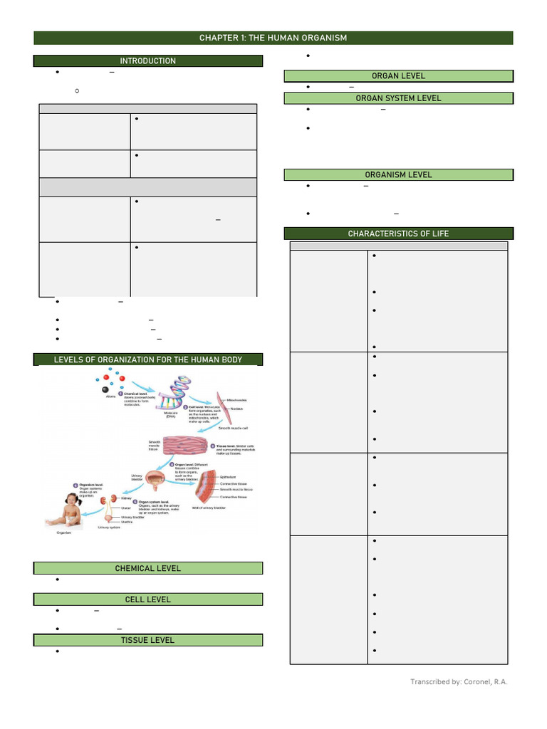 Human Anatomy and Physiology Overview | PDF | Human Body | Anatomical ...