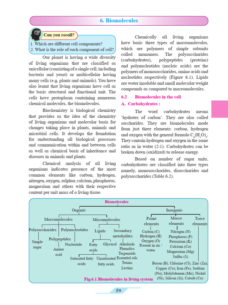 Understanding Biomolecules and Carbohydrates | PDF | Nucleotides | Rna
