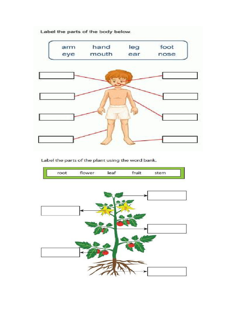 Science Grade 0 | PDF