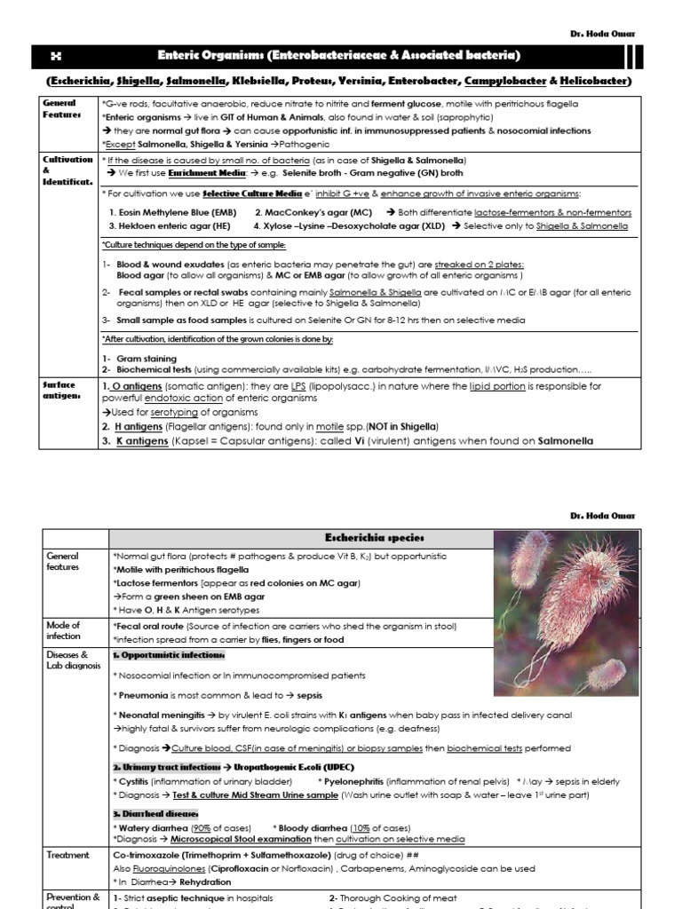 Enteric Organisms: Identification & Cultivation | PDF | Medical ...