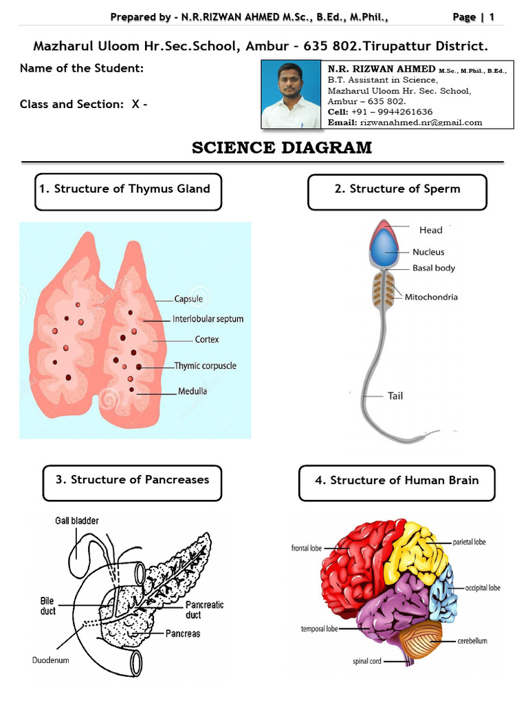 Science Diagrams for Class X Students | PDF | Plants | Anatomy