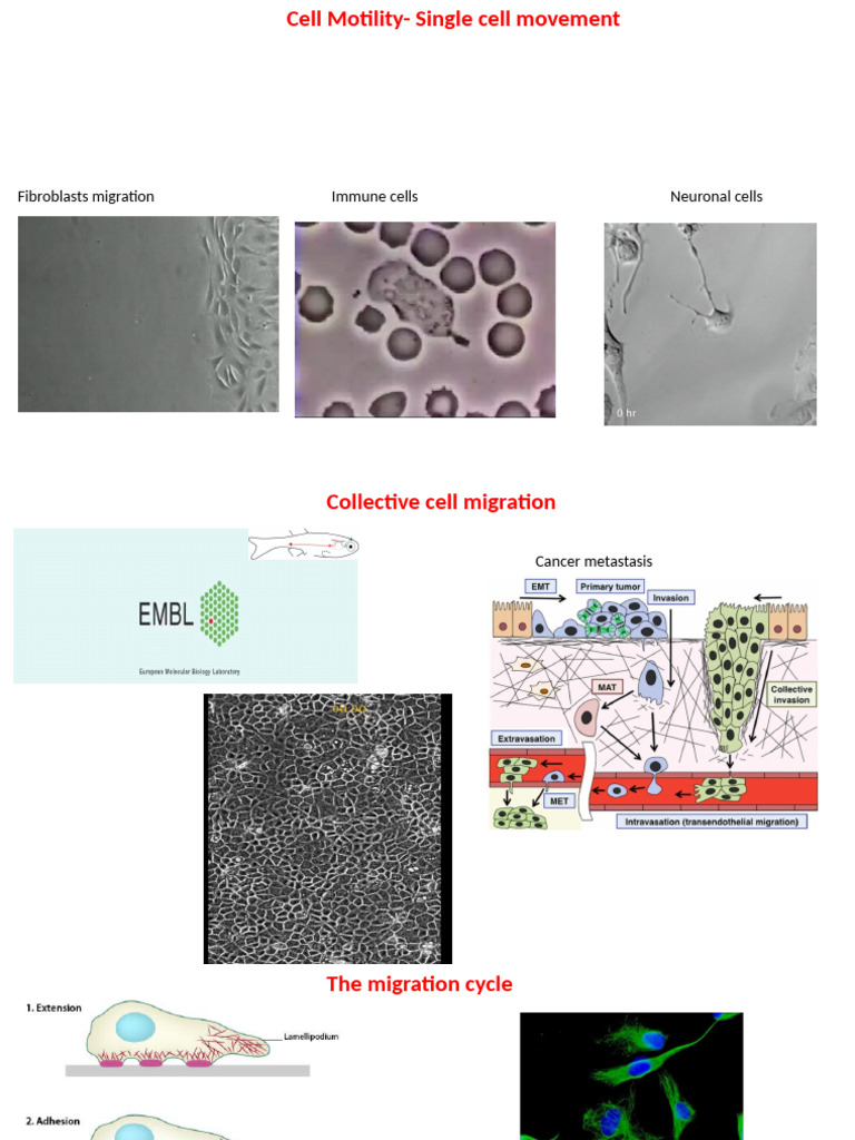 3 Cell Motility | PDF